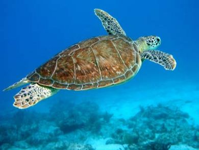 Turtle